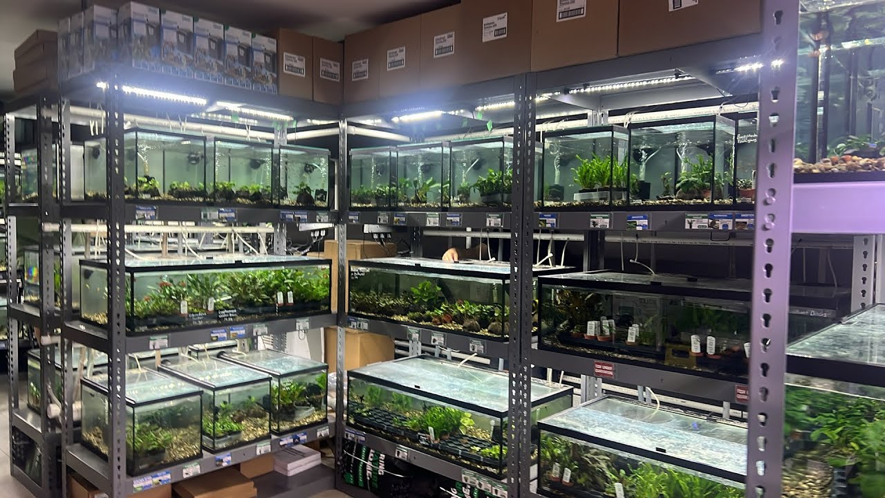 Planted Aquaria Store Tour Oakville Ontario