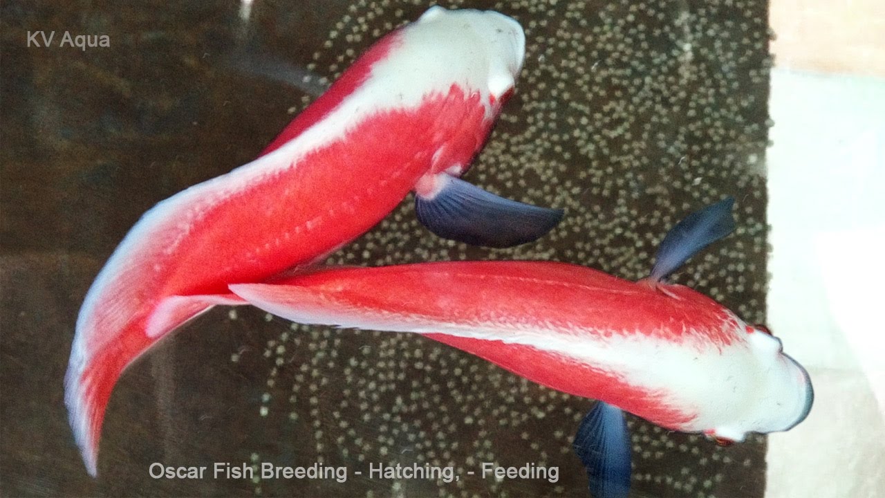 Oscar Fish Breeding - Eggs Hatching - Babies - Food
