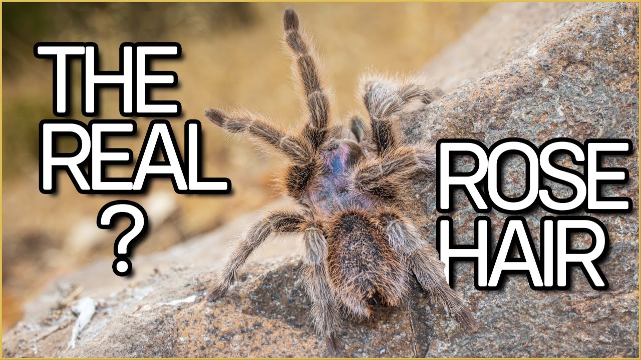Why we don't know how The Rose Hair tarantula looks