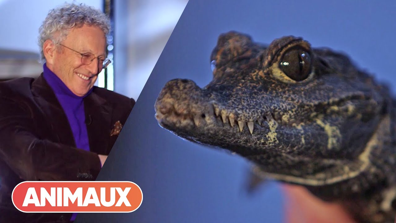 Ce Crocodile Nain surprend Nelson Montfort