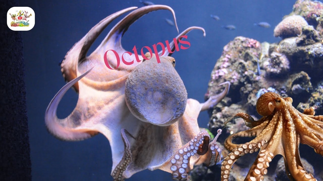 Meet the Octopus!  Fun Facts for Kids