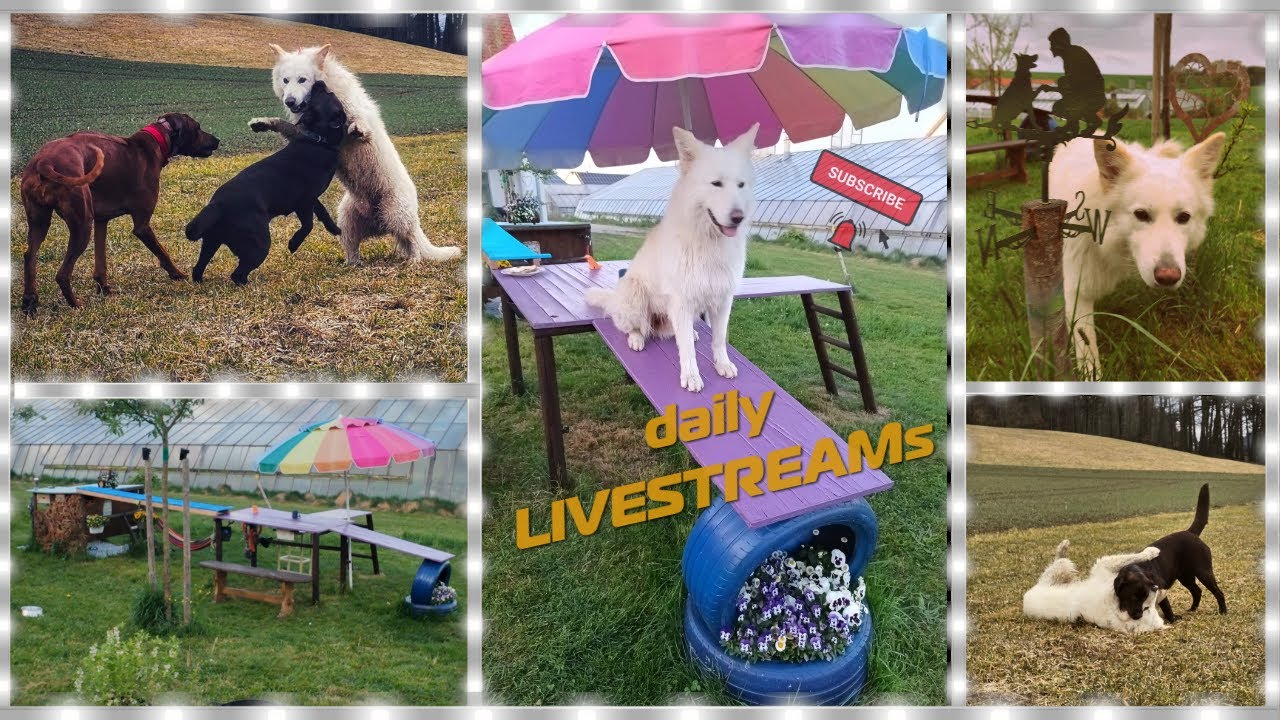 Tägliche Dosis Fell & Freude – Guten Morgen mit Charlie ☔🐾💓