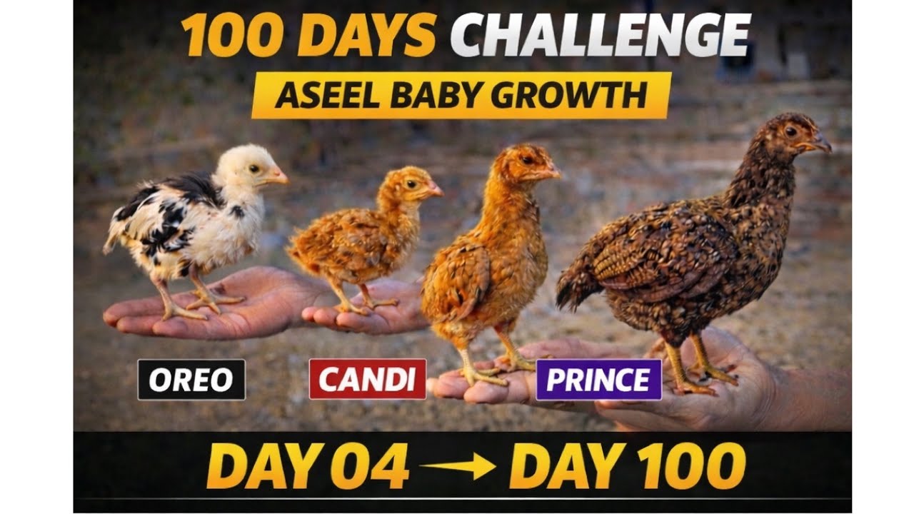 From Tiny Chick🐣 to Powerful Aseel 🐓 | Aseel Murgha Breed Tips 100 Day Challenge Result | Day 4