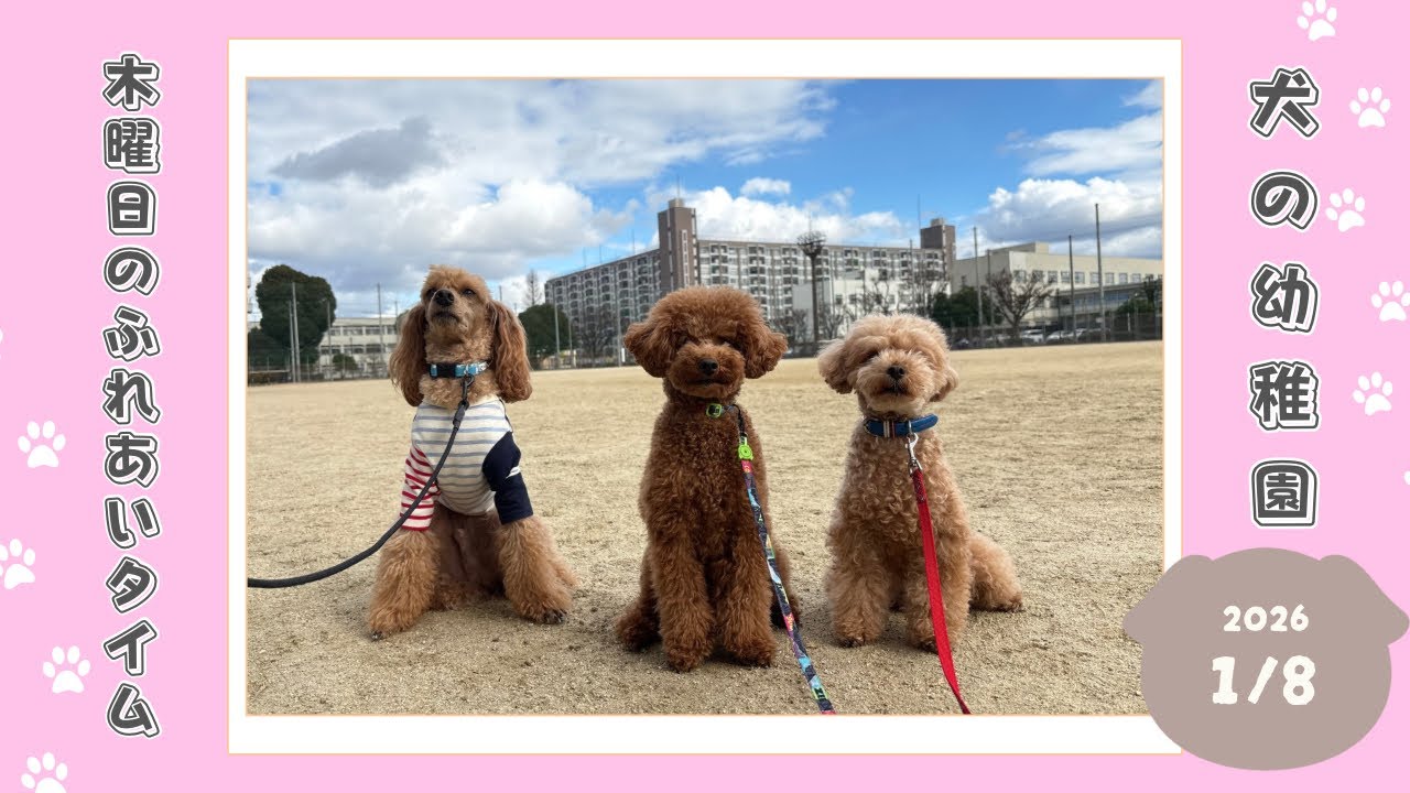 【犬の幼稚園】わんわんようちえん　木曜日のふれあいタイム