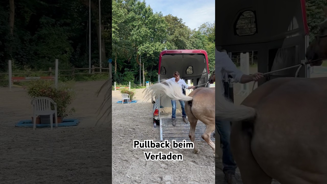 Losreisser am H&auml;nger? #pullbackhorse #verladetraining #horsemanship #trailerloading #horse