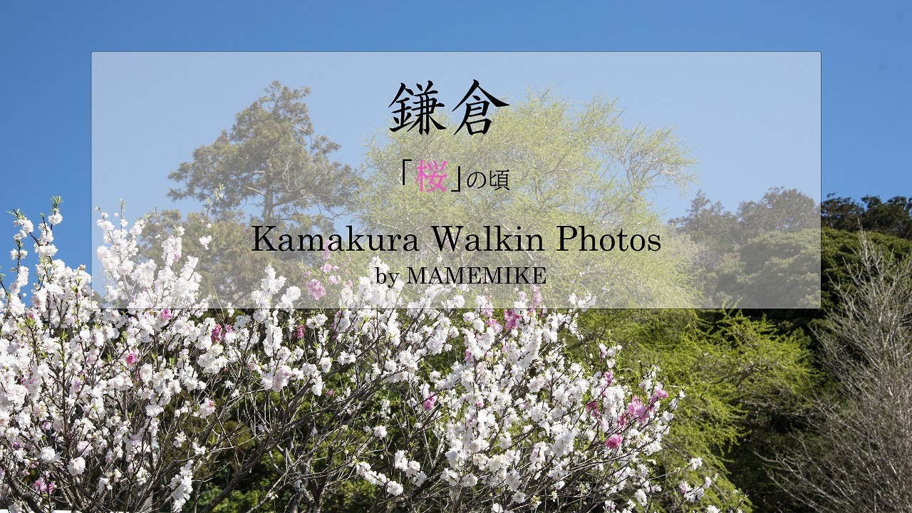 鎌倉　「桜の頃」