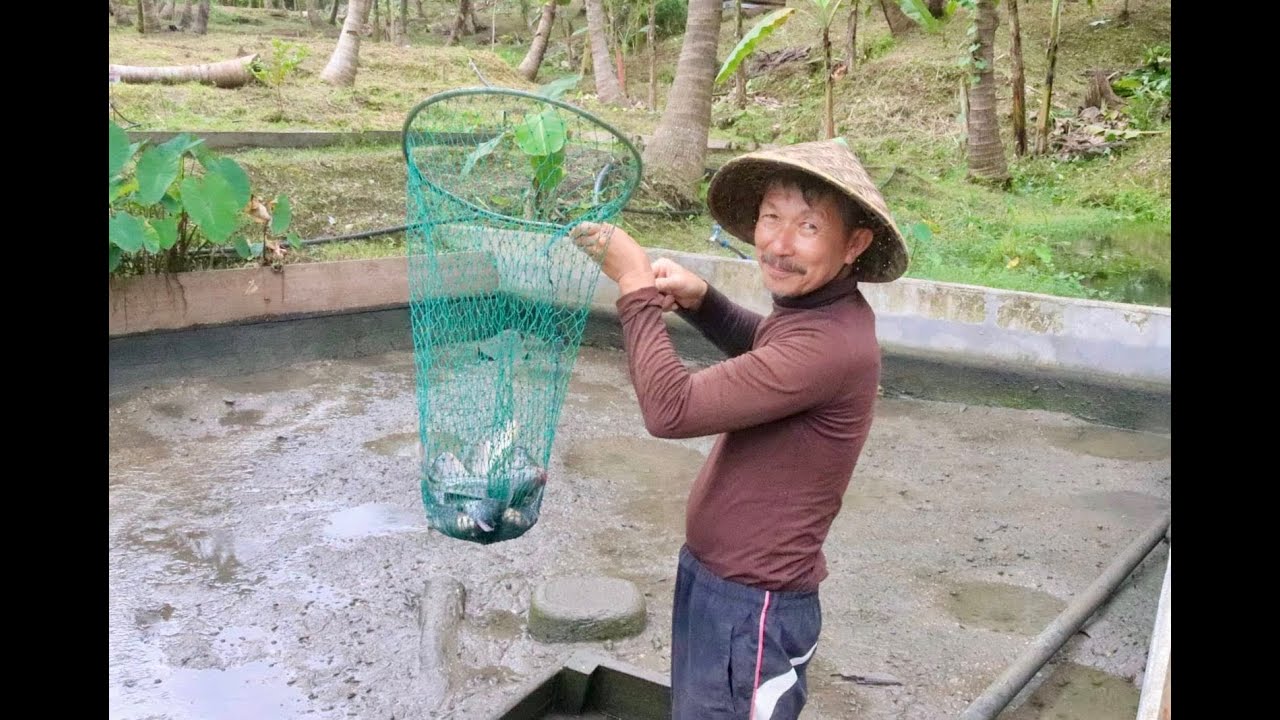 Mastering Tilapia Culture and Pond Management Techniques
