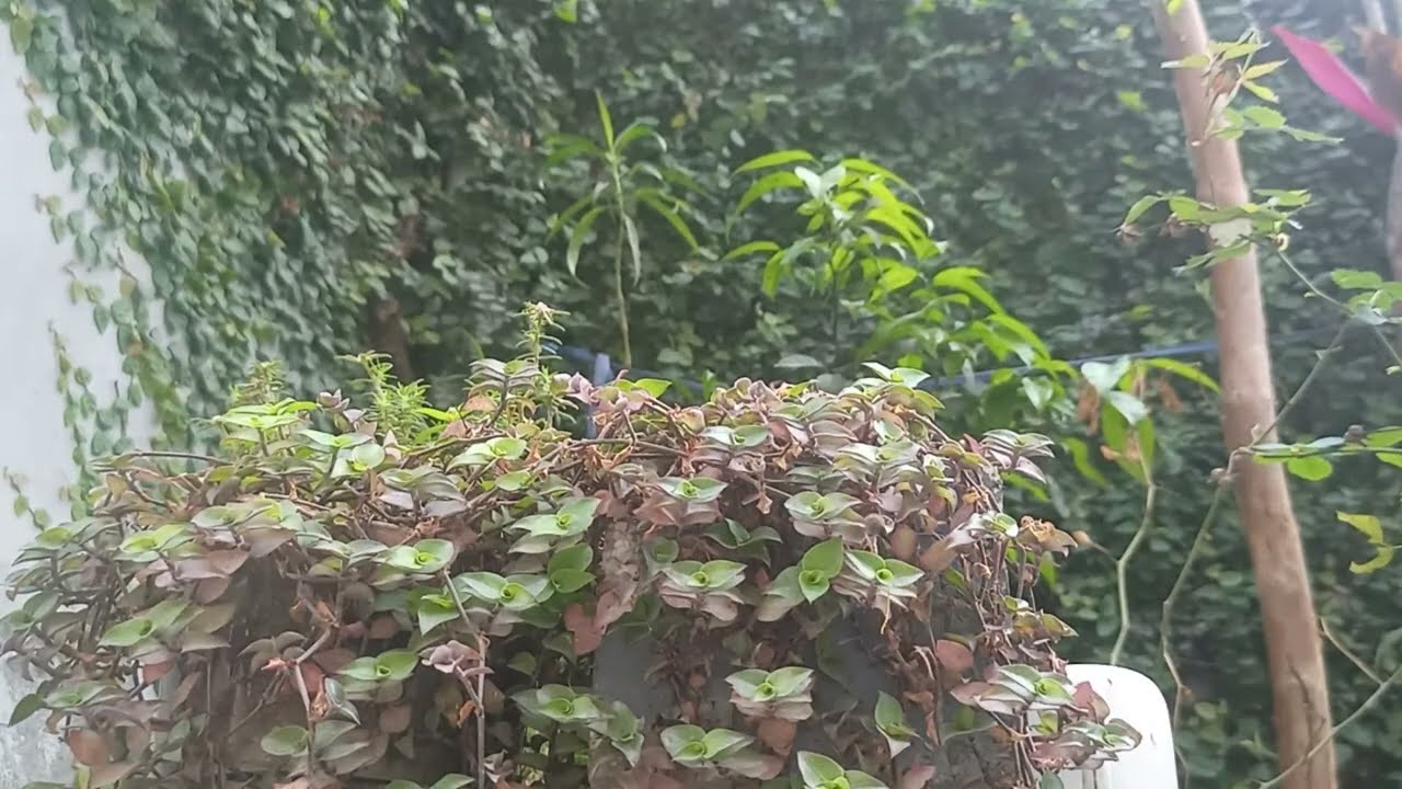 Live// bird's chirping// Nature