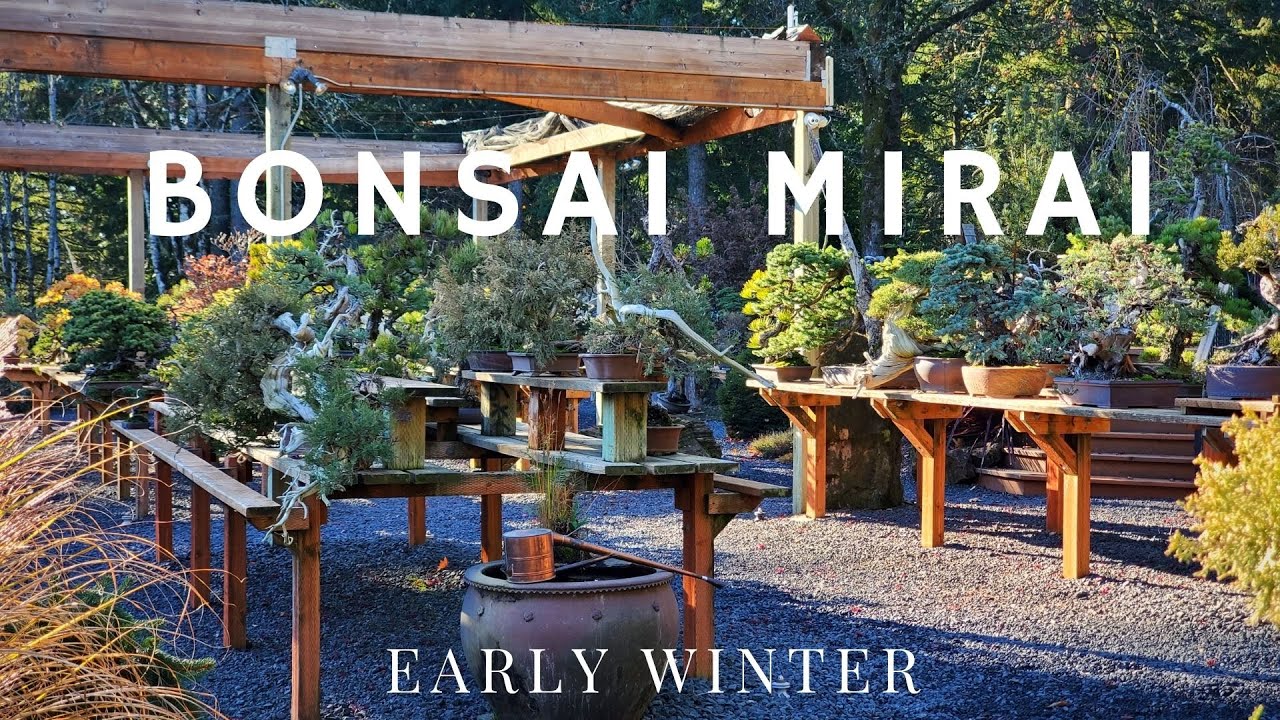 Visiting Bonsai Mirai in Oregon