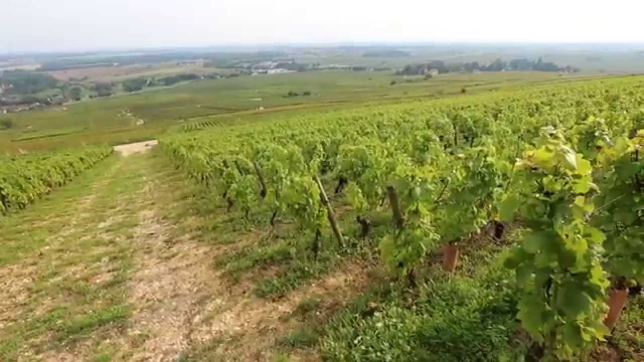 Discover The Red Wines of Burgundy