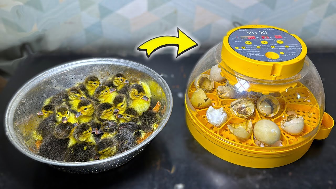 Un-Boxing & Testing 16 Eggs Full Automatic EGG INCUBATOR - Hatched ducks