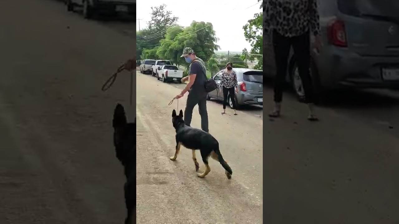 Como hacer que t&uacute; perro deje de jalar la correa