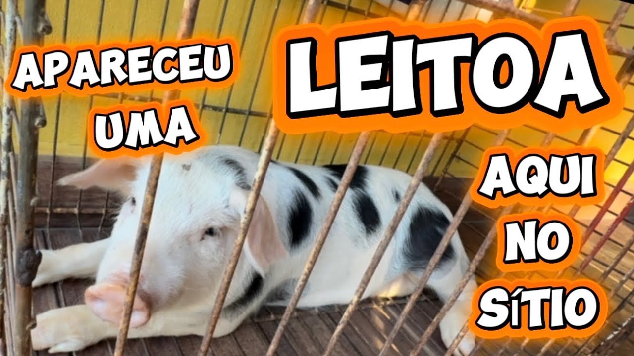 Apareceu uma LEITOA (Muito Trabaio Nesse Vídeo dessa Vez)