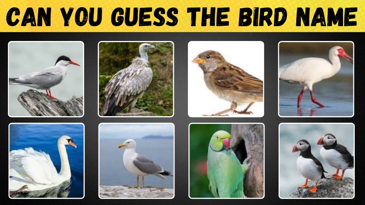 Challenge Yourself: Guess The Birds Name