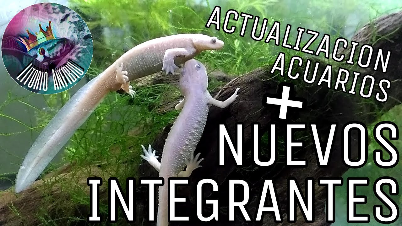 Nuevos integrantes (Pleurodeles waltl) + Actualización acuarios