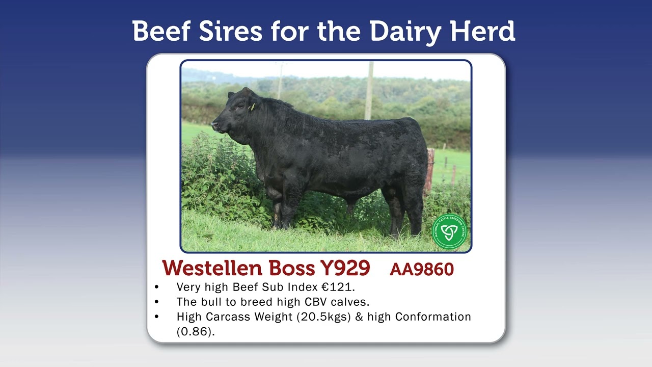 Progressive Genetics Dairy Beef Sires