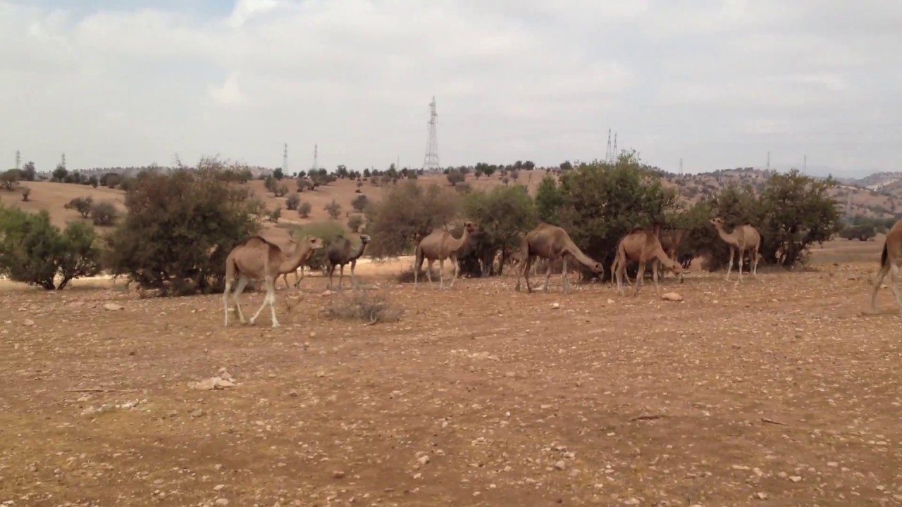 camels grazing in Morocco - zoccolo di cammello (dromedari)🐪