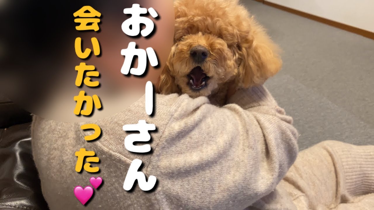 この咳、大丈夫？愛犬の様子に不安があります