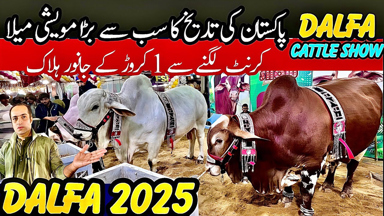 Dalfa Cattle Show 2025 Expo Center Karachi Today Season 4 🐄