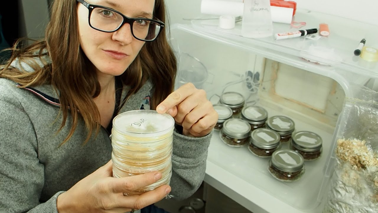 Alternative to Agar Jars for Mushroom Growing