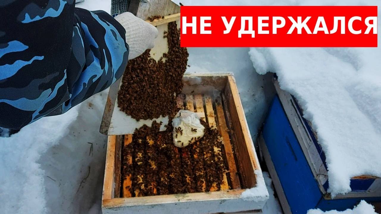 впервые раскопал пчёл зимой и не поверил глазам/ как проходит зимовка пчел на воле