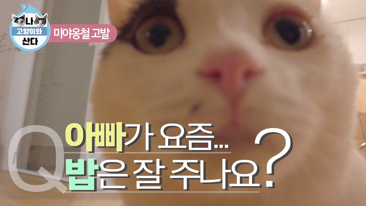 [v-log] 휴일이 더 바쁜거 같은 수의사 집사의 하루🌧