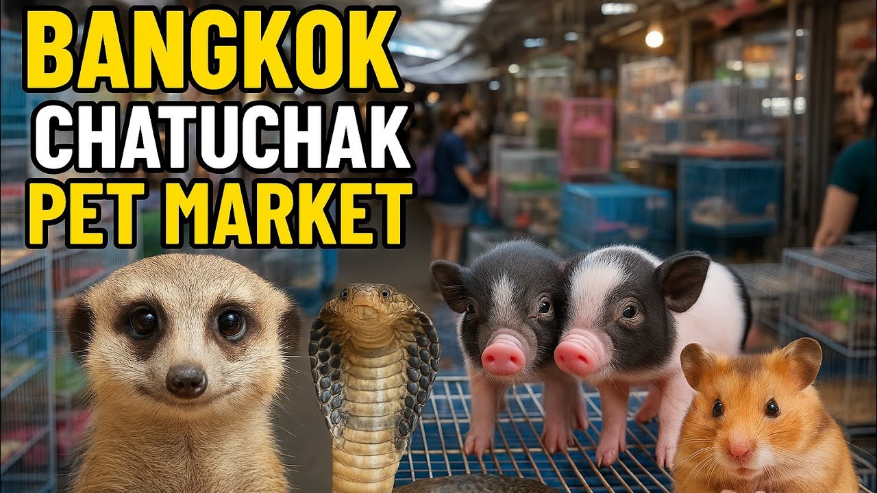 bangkok Chatuchak pet market