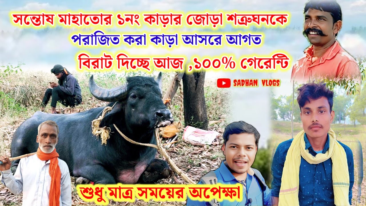 সন্তোষ মাহাতোর ১নং কাড়ার জোড়া শত্রুঘনকে পরাজিত করা কাড়া আসরে আগত হয়ে, বিরাট দিচ্ছে আজ গেরেন্টি
