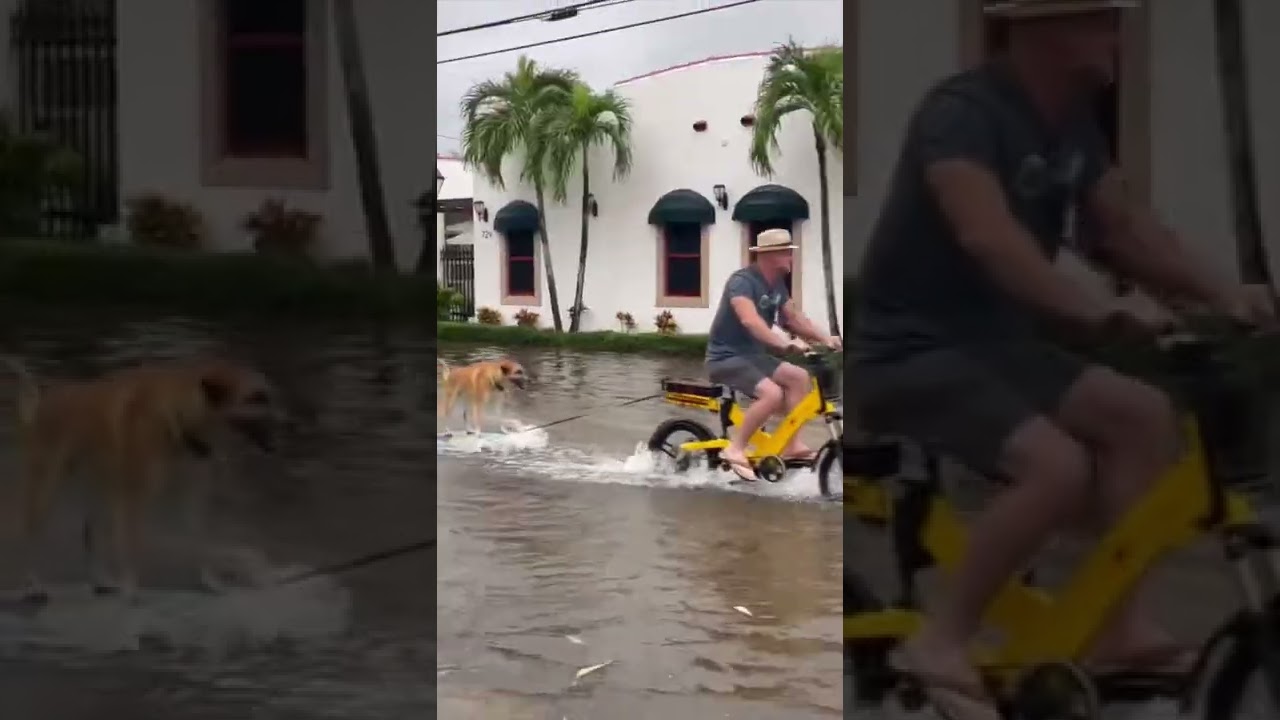 Viral Florida tiktok surfing dog #onlyinflorida