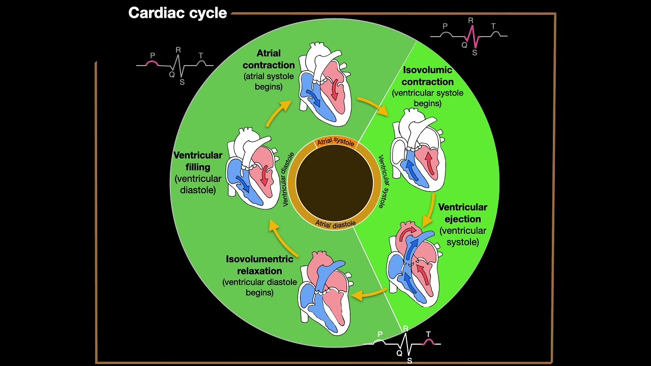 The Cardiac Cycle