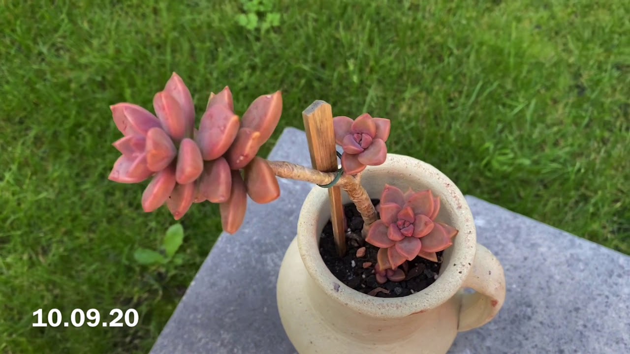 Podei meu Sedum  Bronze, vem ver o que aconteceu depois de 9 meses