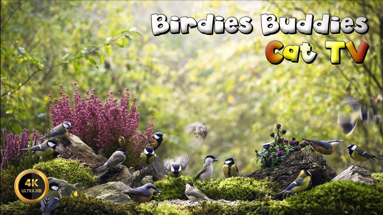 Cat TV for cats to watch 🐈 -  BIRDS IN THE AUTUMN FOREST 🦜🌿 (4K)