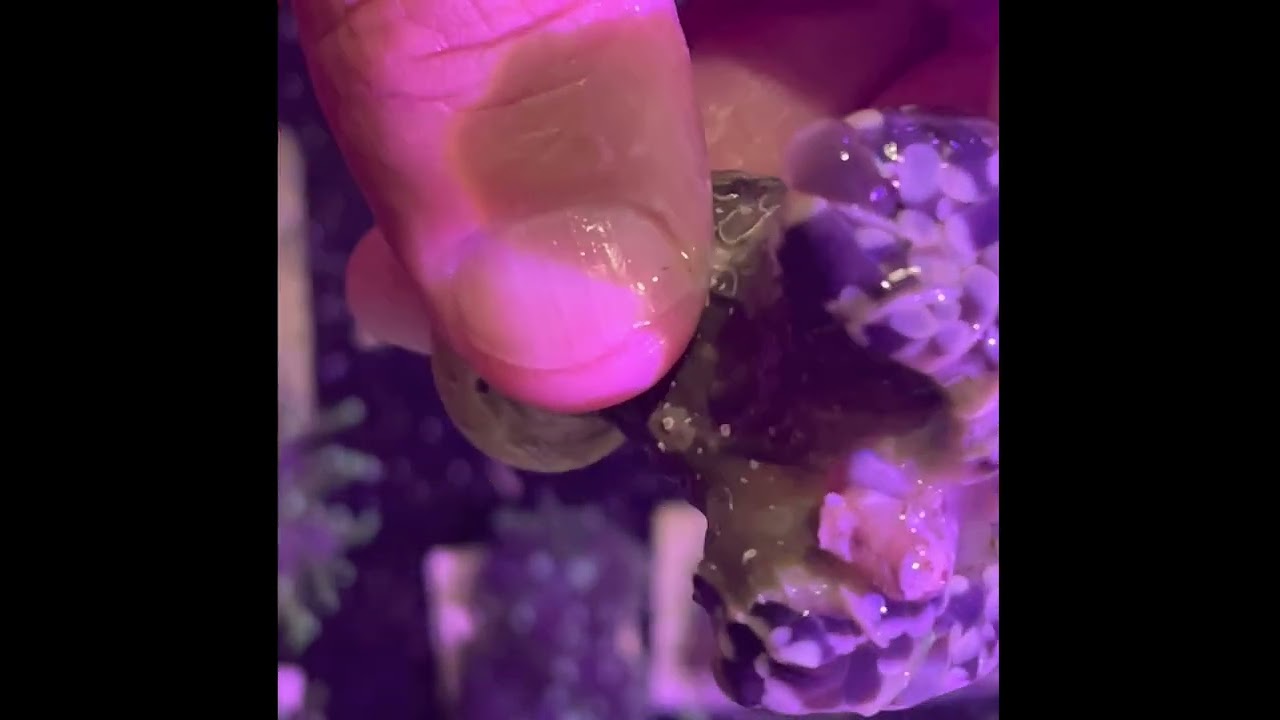 Removing a Barnacle from a Torch Coral