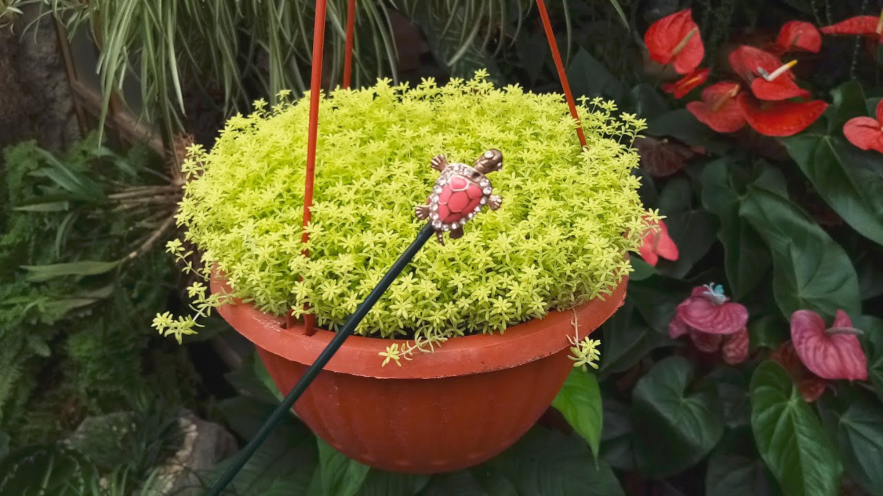 SEDUM ORO JAPONICUM, Suculenta que ¡Debes Tener!