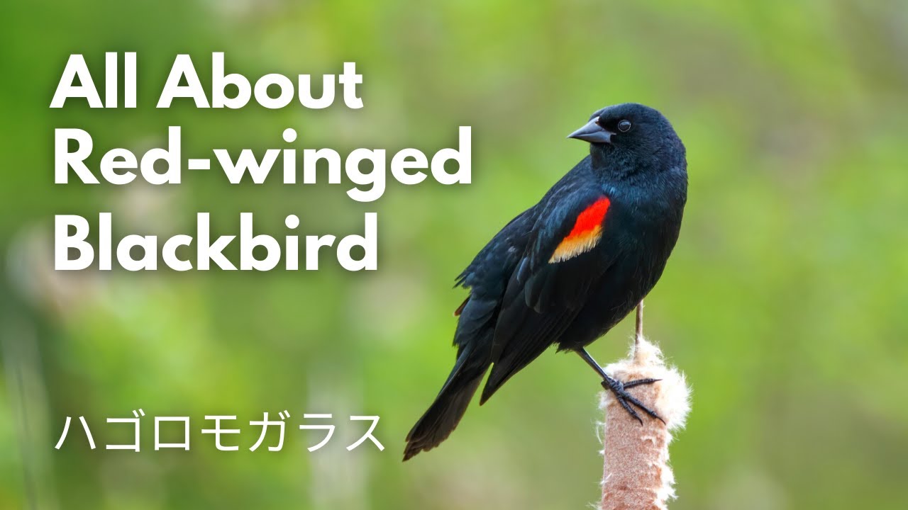 What Do You Know About Red-winged Blackbird? 自然 Vlog 【カナダドキュメンタリー 日本語字幕】ハゴロモガラス Territorial Display