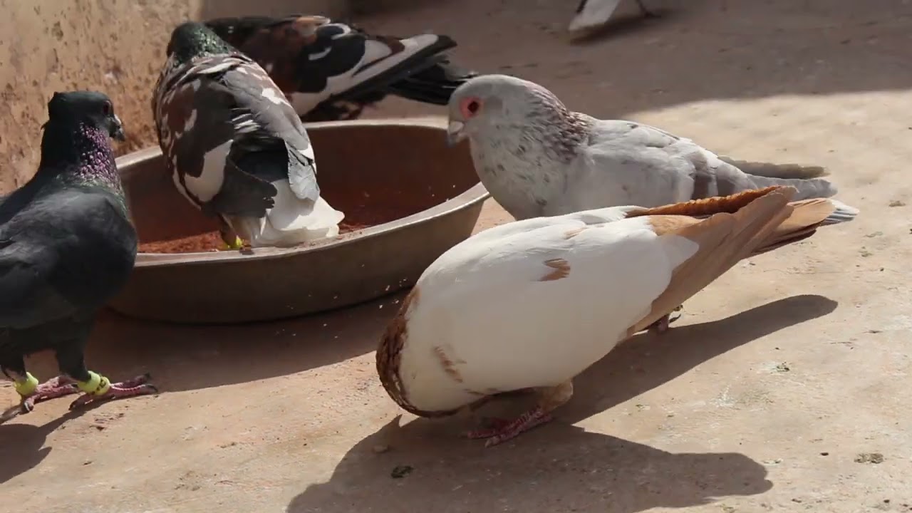 Babo Rangeen Kabootar bazi Quetta Pakistan | Pakistan best colour Pigeon | Gola pigeon Pakistan