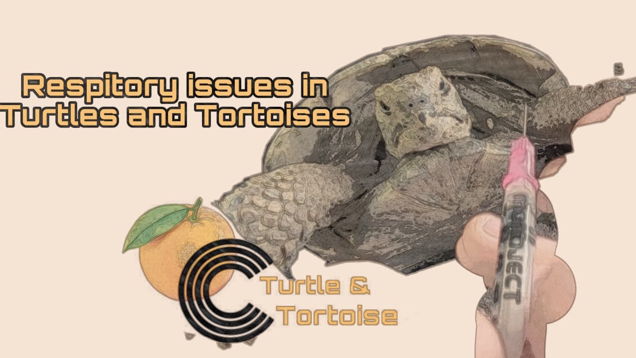 Treatment for Respiratory Infections in Turtles and Tortoises