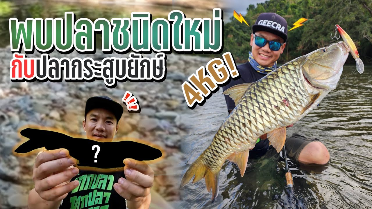 พบปลาชนิดใหม่! กับกระสูบยักษ์ 4 kg.!! New fish species and 4kg. Hampala barb!