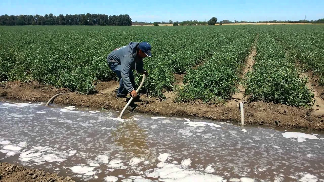 JICAMAS GTO REGANDO EN SACRAMENTO CA