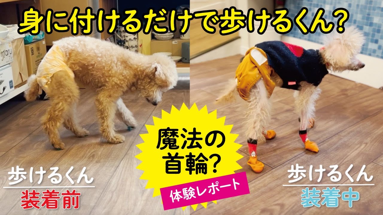 【老犬介護】付けるだけで歩けるようになる魔法のグッズレポート
