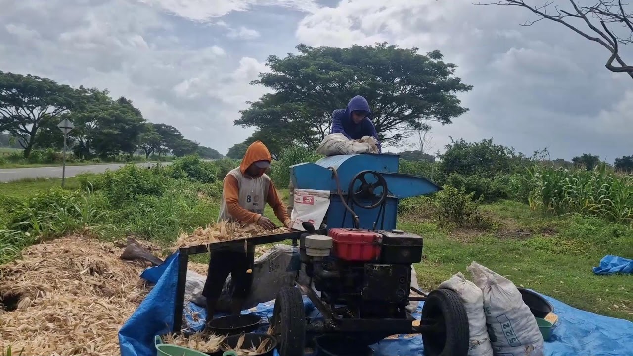 THE MOST EFFICIENT CORN SHELLER MACHINE TECHNOLOGY THAT CHANGES FARMERS’ LIVES-agriculture tips