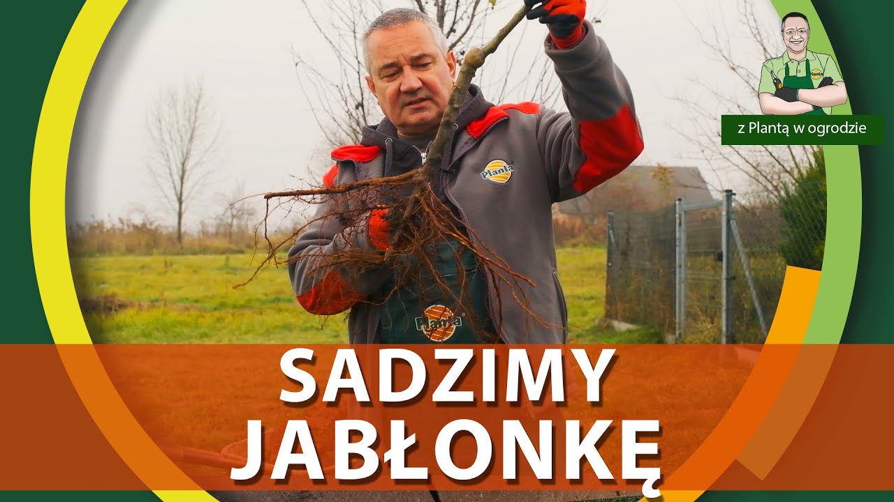 Sadzenie drzewa z gołym korzeniem - Z PLANTĄ W OGRODZIE