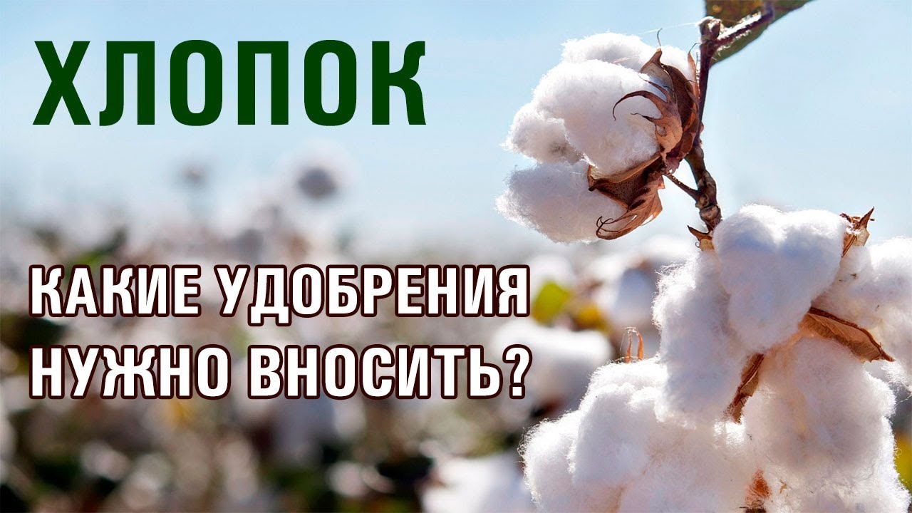 Как правильно выращивать хлопок? Какие удобрения давать хлопку? (28-06-2018)