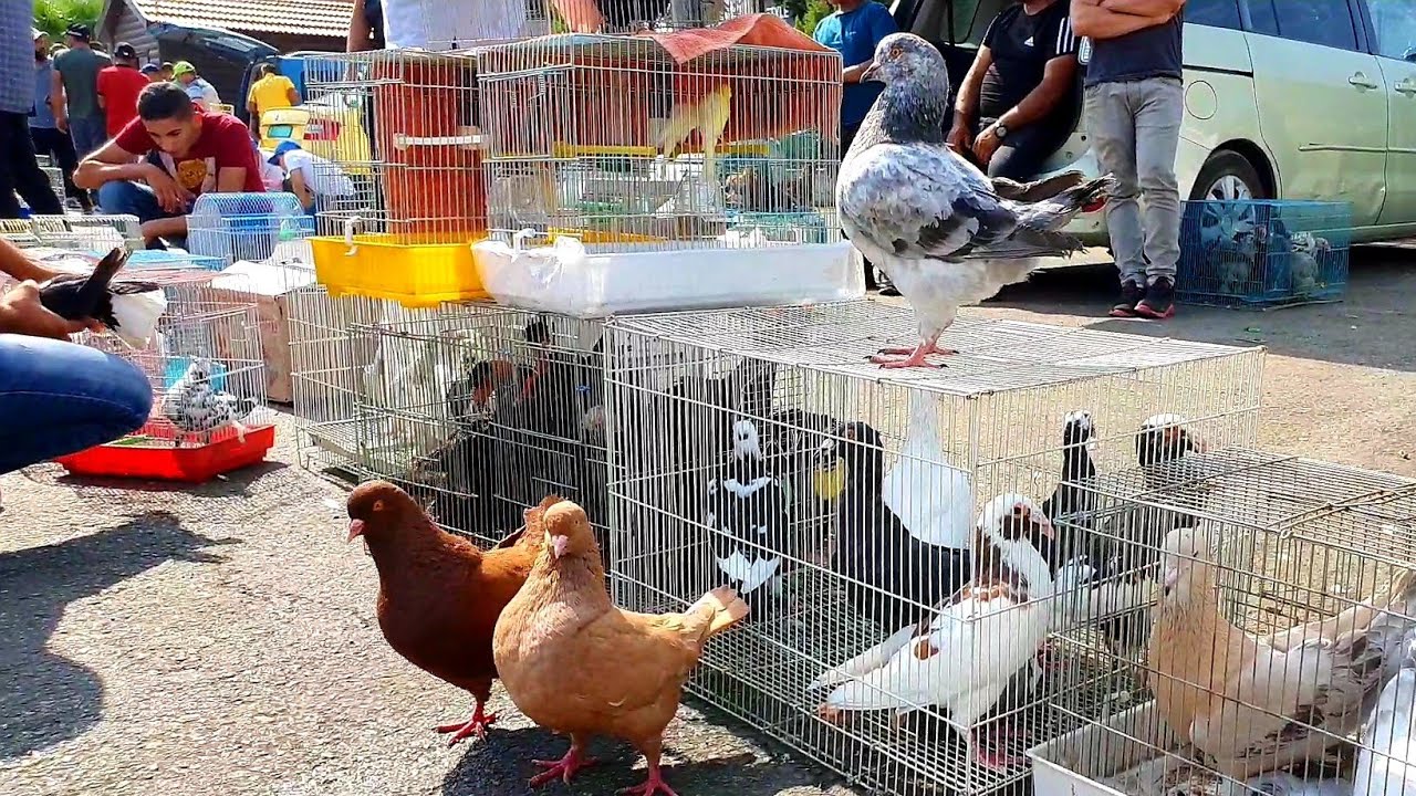 سوق طيور وحمام كلاب ارانب ودجاج والكناري والحسون والشنار والبط_معتز مطور