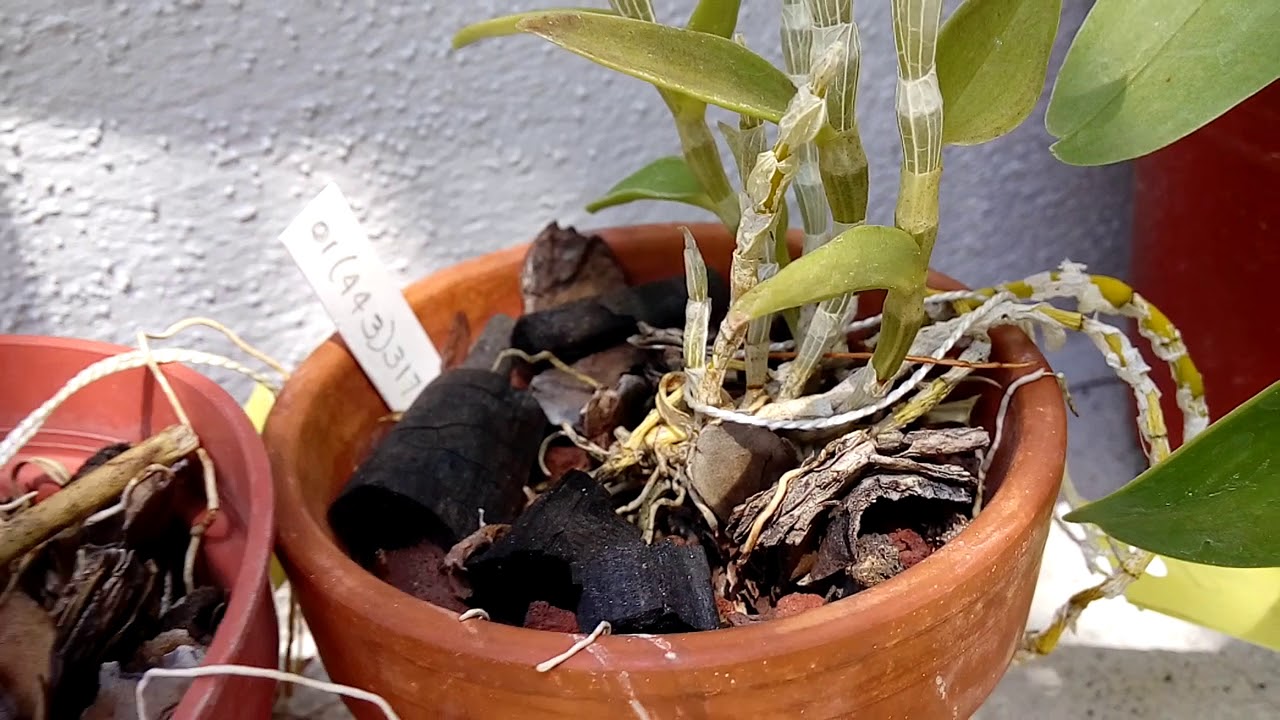 Dendrobium loddigesii