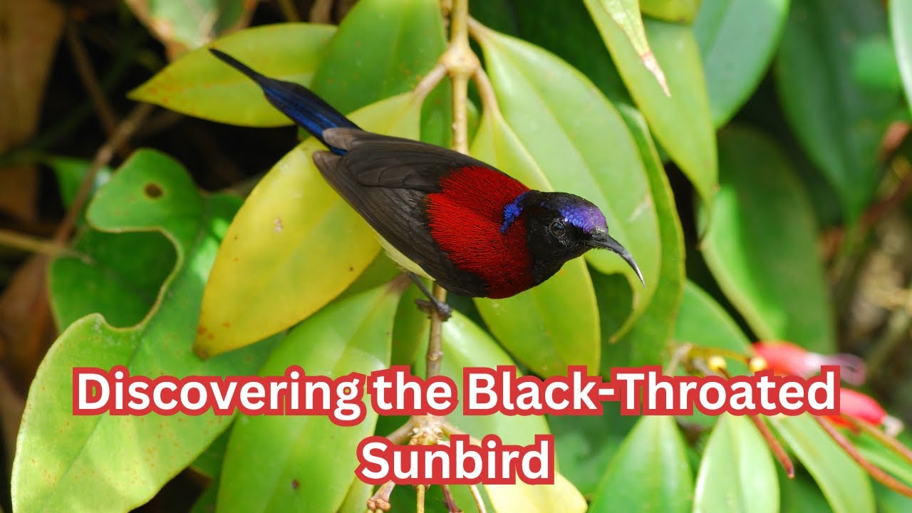 BlackThroatedSunbird#Sunbird#BirdsofAsia#WildlifeDocumentary#AvianBeauty#BirdsOfInstagram