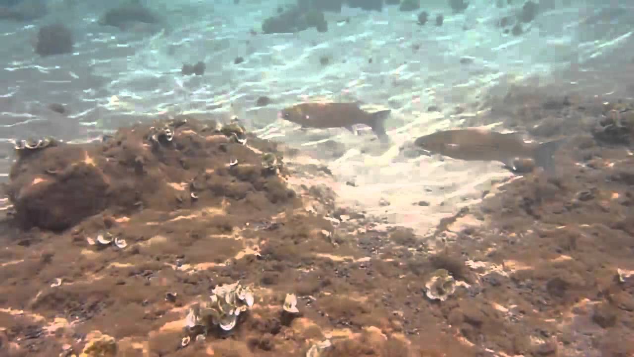 Lanzarote Urlaub 2012 Teil 11 - Schnorcheln Playa Flamingo Rochen satt...