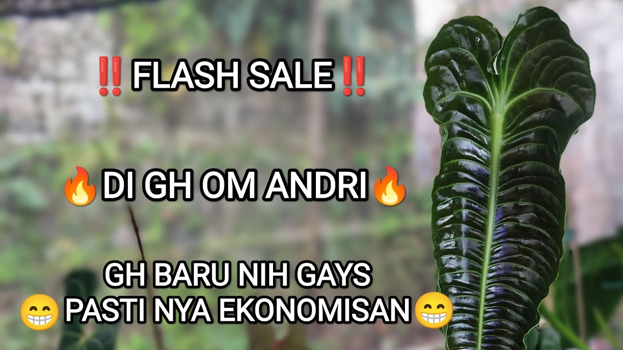 ‼️ FLASH SALE ‼️ TANAMAN DI GH NYA OM ANDRI🔥🔥🔥