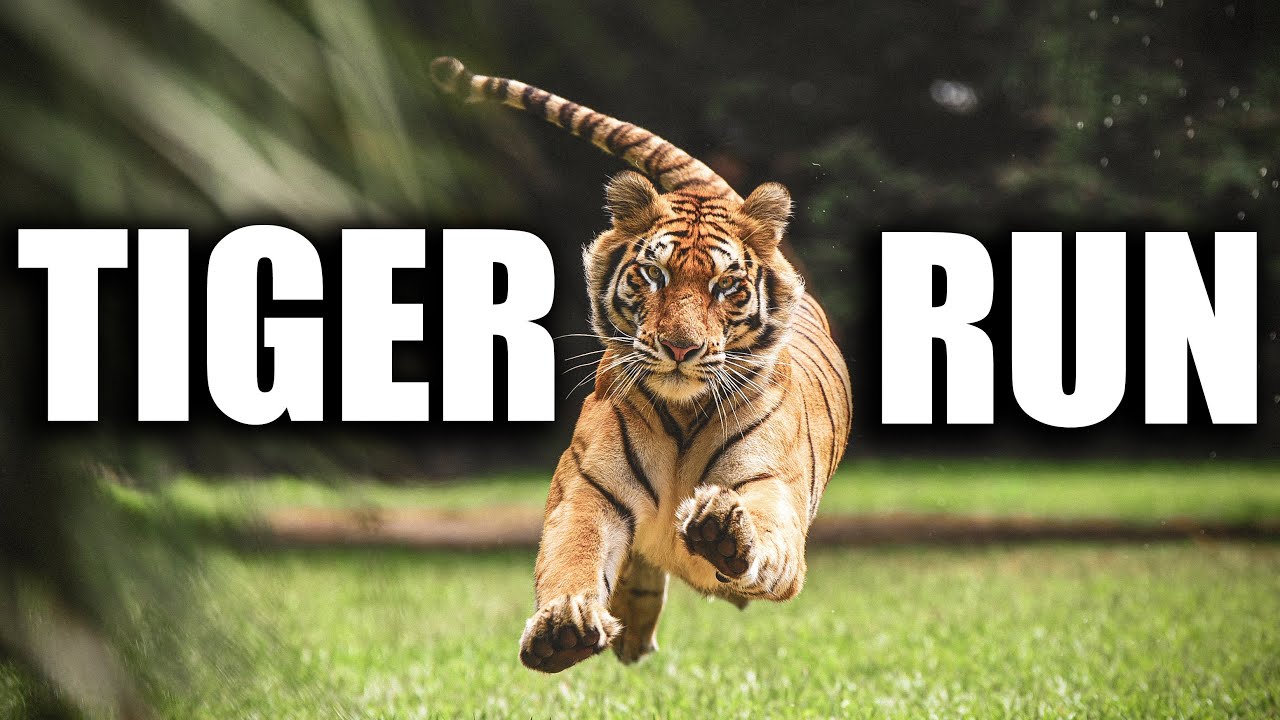 One Year Old Tigers Learning How to Run at Full Speed | Myrtle Beach Safari
