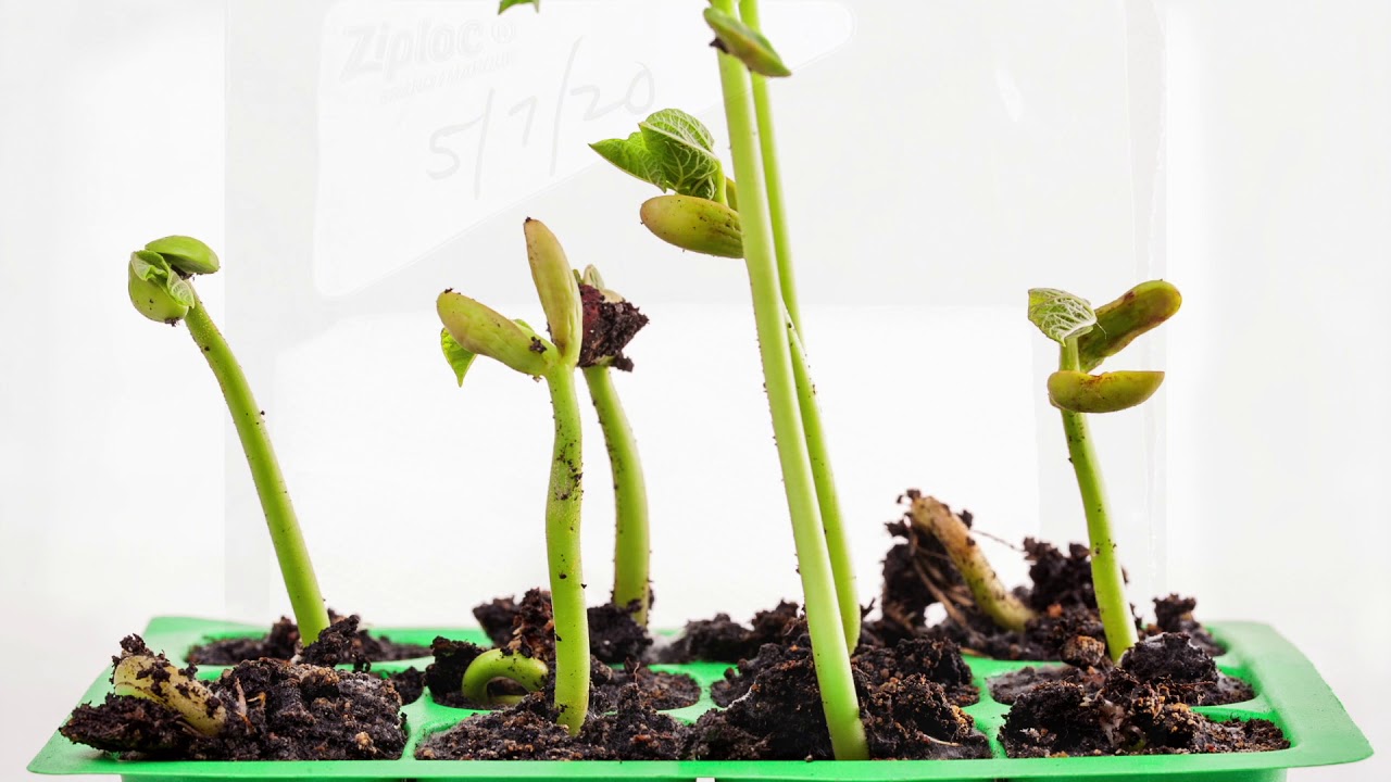 Grow a Bean in a Bag with Carnegie Science Center